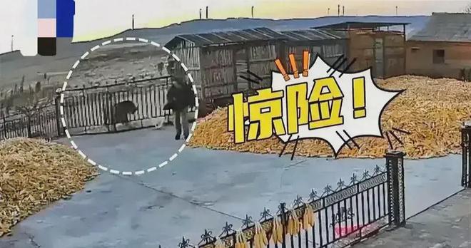 针强效麻醉剂仍行动自如晚上9点才睡着球盟会网站入口东北虎抓捕画面曝光！四(图3)