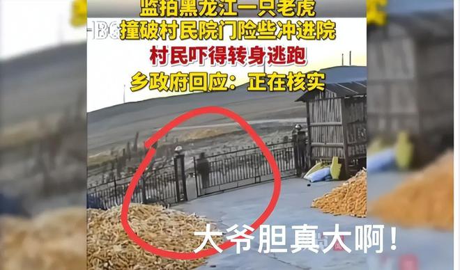 针强效麻醉剂仍行动自如晚上9点才睡着球盟会网站入口东北虎抓捕画面曝光！四(图6)